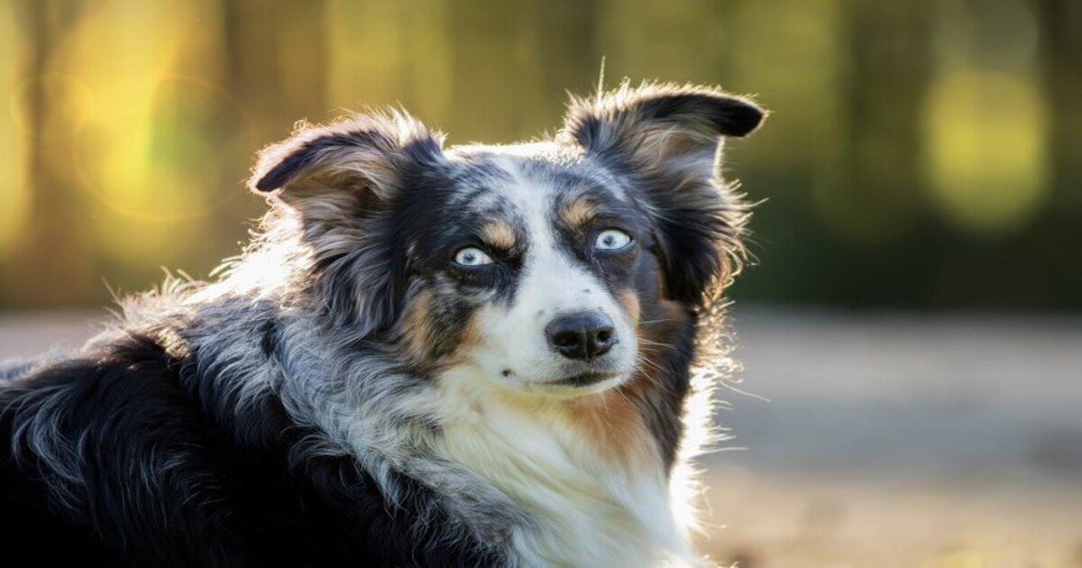 Blue Merle Australian Shepherd Lifespan: A Detailed Guide