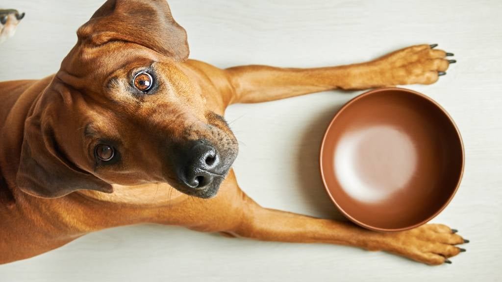 What to Feed a Female Dog in Heat