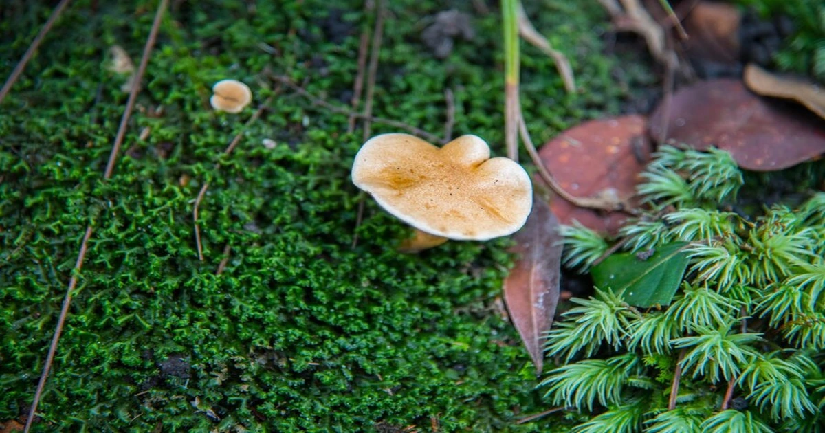 how to git ride from mushrooms