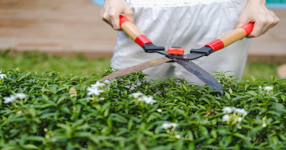 Lawn Care Tips | Mantain Your Like a Pro